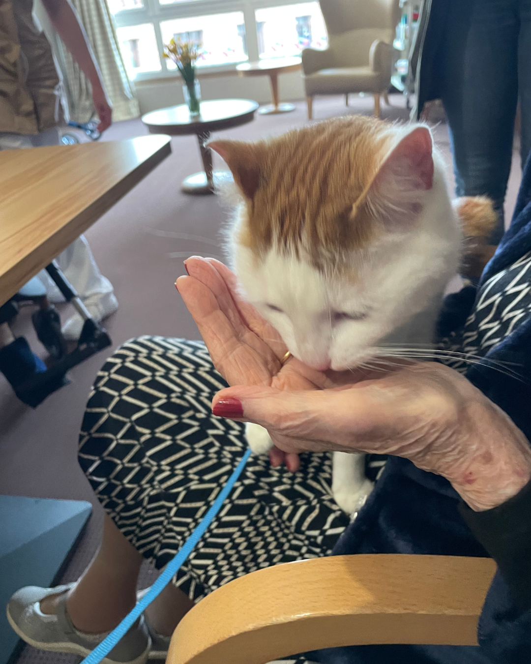 Chat en médiation animale Pixapa