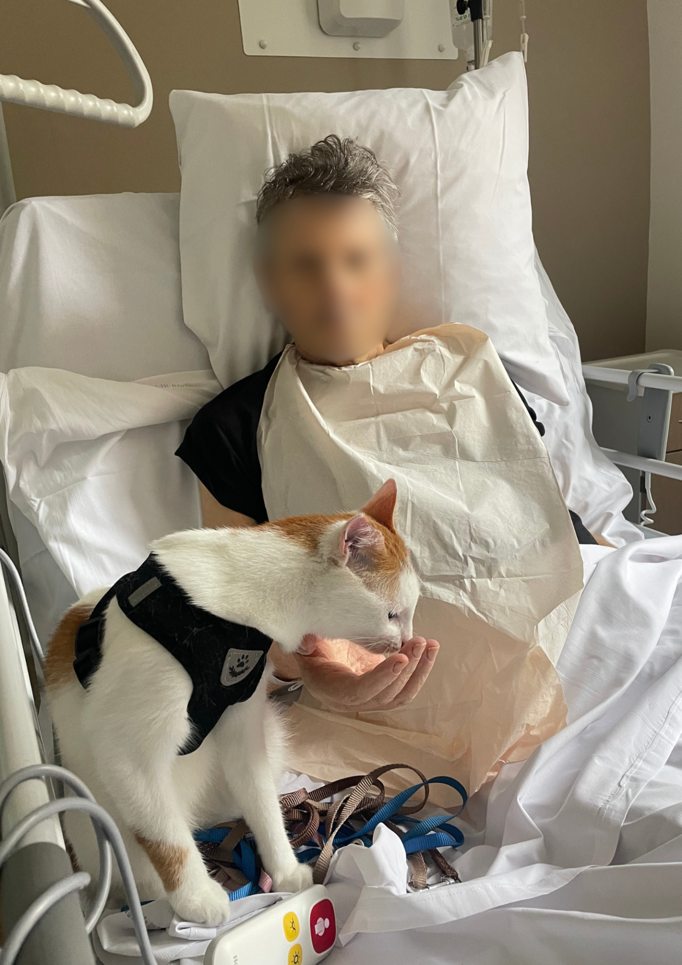 Cani balade et médiation animale Pixapa