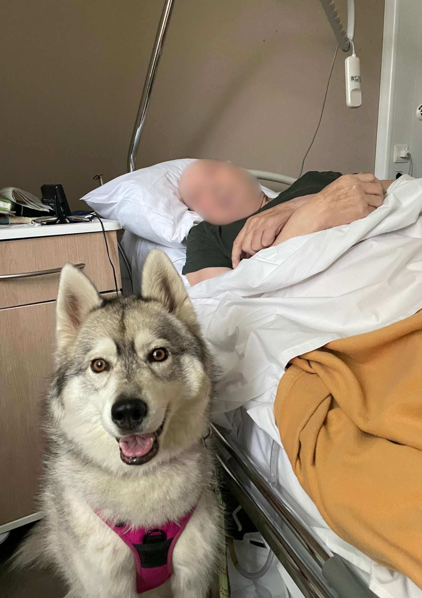 animaux visiteur Pixapa soins palliatif
