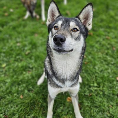 Husky de sibérie, Freya Pixapa