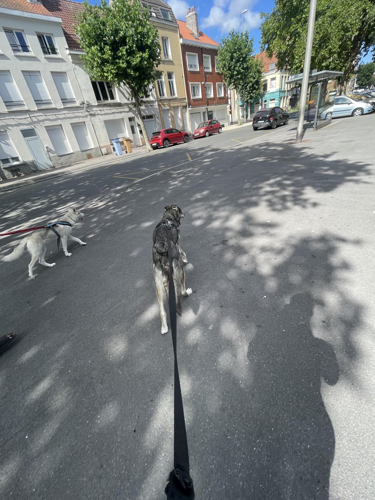 Cani balade et médiation animale Pixapa