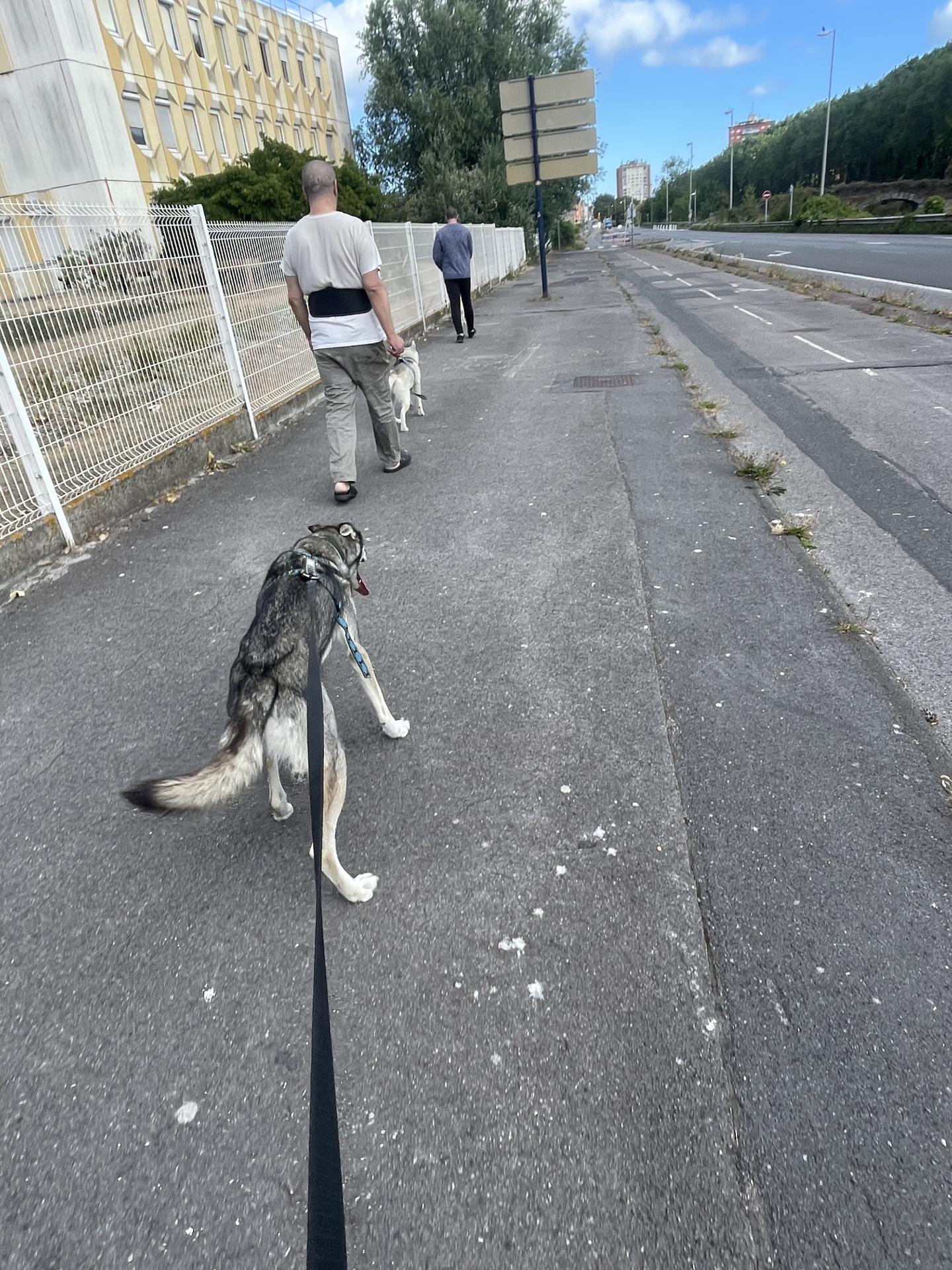 Cani balade et médiation animale Pixapa