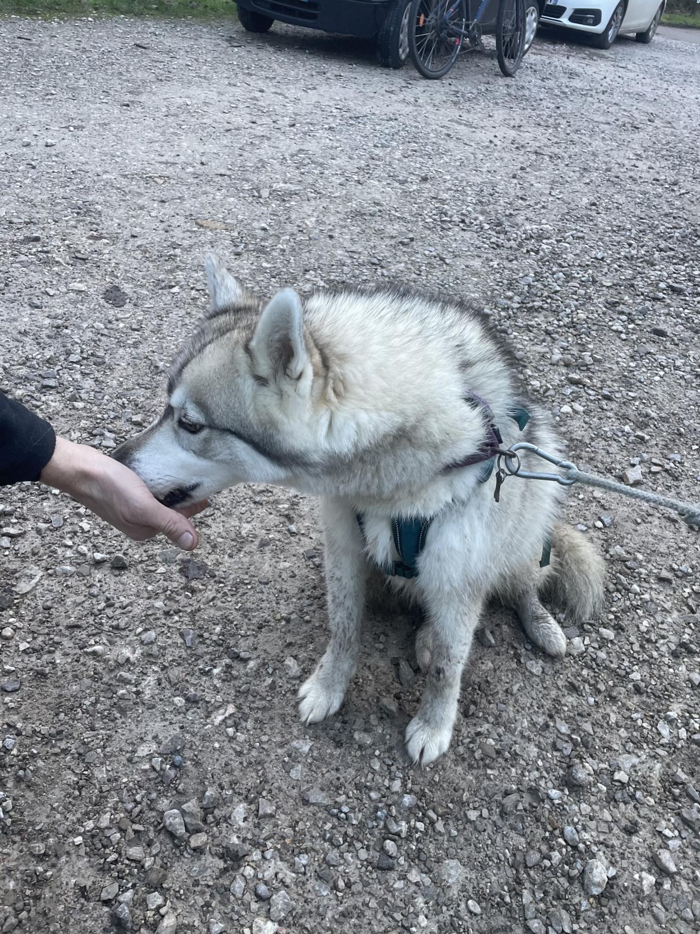 husky mange dans la main