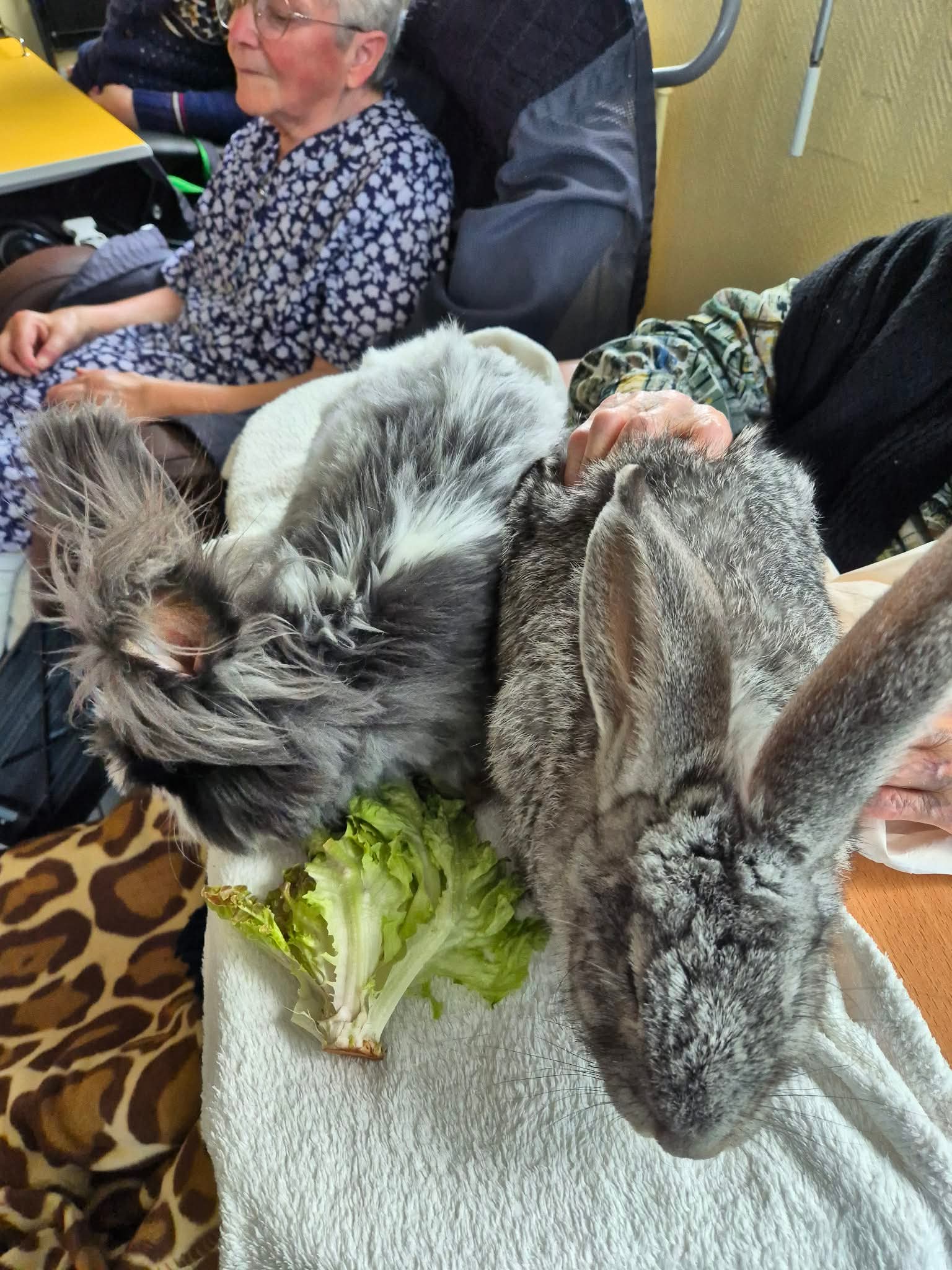 La médiation animal au domicile/cabinet